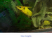 Different fish for sale
