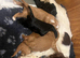 Gorgeous sproodle puppies