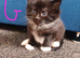 Maincoon x brittish short hair