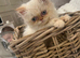 flame point persian