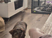 Mini daucshund