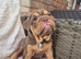 British bull dog