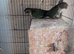 Pair of conures