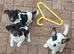 Miniture jack russell pups