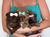 KC registered Pretty Pom Puppies