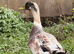 Gorgeous Welsh harlequin X saxony drake