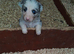 Blue and Tri Blue Merle