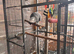 African grey for sale