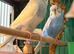 Budgies baby budgies available Wa7 area
