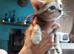 Gingal kittens (GINger x benGAL) x 5
