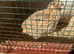 Jumbo quail Italian
