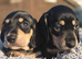 Black and cream mini dachshunds