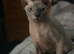 Sphynx Kittens