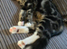 Need rehoming asap female kitten message me about price