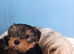 Beautiful Yorkshire Terrier puppies available now.