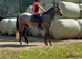 Stunning 14.3 4 yr old dapple grey Connemara gelding