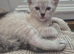 Savannah x kittens