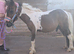 Mini shetland yearling colt