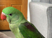 Super super HandReared Silly Tame Alexandrine