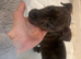 bull x lurcher pups