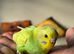 Adorable baby budgies just out the box!!
