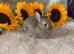 Pure netherland dwarf baby&rsquo;s