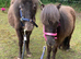Two Beautiful Falabella Fillies For Sale