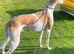 Lurcher puppies