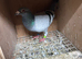 Racing pigeons