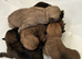 Gorgeous Cairn Terrier Puppies