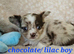 Long haired Choc Merle pups, Thai dad...