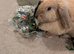 Female mixed breed rabbit