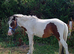 2 year old beautiful pony PATCH