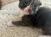 Ragdoll blue mitted kittens born 10/07/26