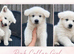 KC White Swiss Shepherd puppies Champion Bloodline