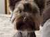 Mini   Yorkie  for  stud