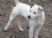 2 jack russell dog pups