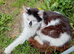 3 very cute kittens