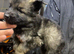 5 lovely German Shepard boys left to go