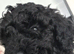 Mini poodle puppies