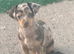 Stunning chiweenie puppies.....