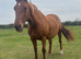 Gorgeous 16.1hh Anglian European Warmblood All-Rounder Mare