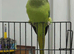 Baby Green ringneck talking Parrot