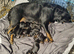 1 MALE 1 FEMALE ROTTWEILER PUPPIES AVAILABLE