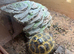 1 year old horsfield tortoise
