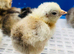 Baby Chicks, RIR, CLB, FCM,Light Suss.,  , Anglesey LL65 4..