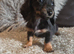 Longhaired Minature Dachshund puppies