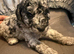 FB1 jackapoo poodle puppies