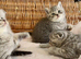 BEAUTIFUL LITTLE TEDDY BEARS (READY 17TH JULY)
