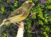 Outdoor Avairy Canaries&rsquo;s